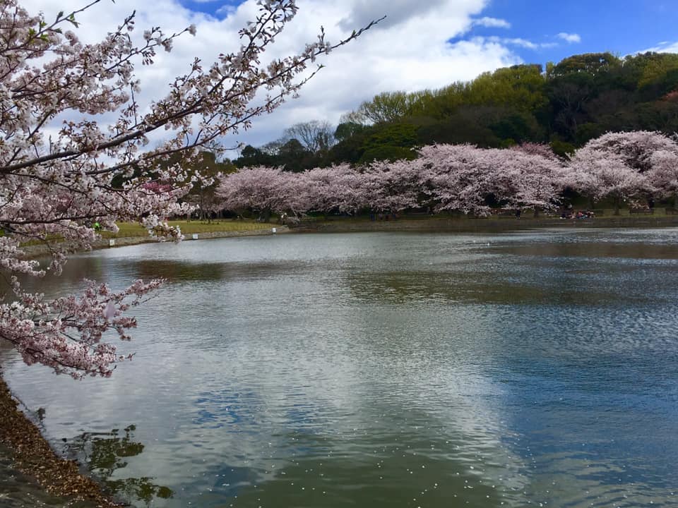 桜満開の明石公園