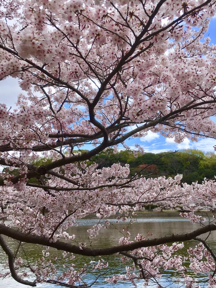 桜満開の明石公園