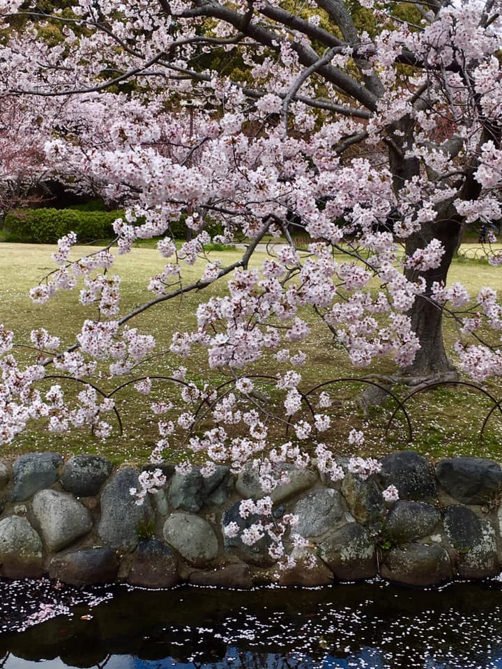 桜満開の明石公園