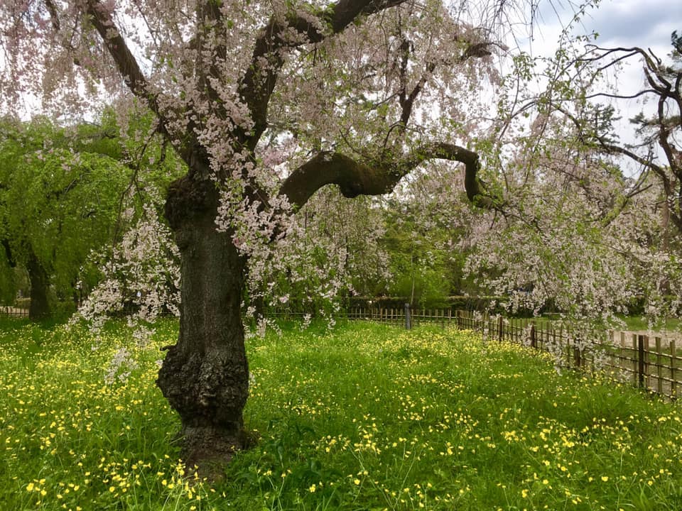 京都御苑のしだれ桜