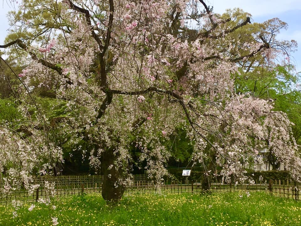 京都御苑のしだれ桜