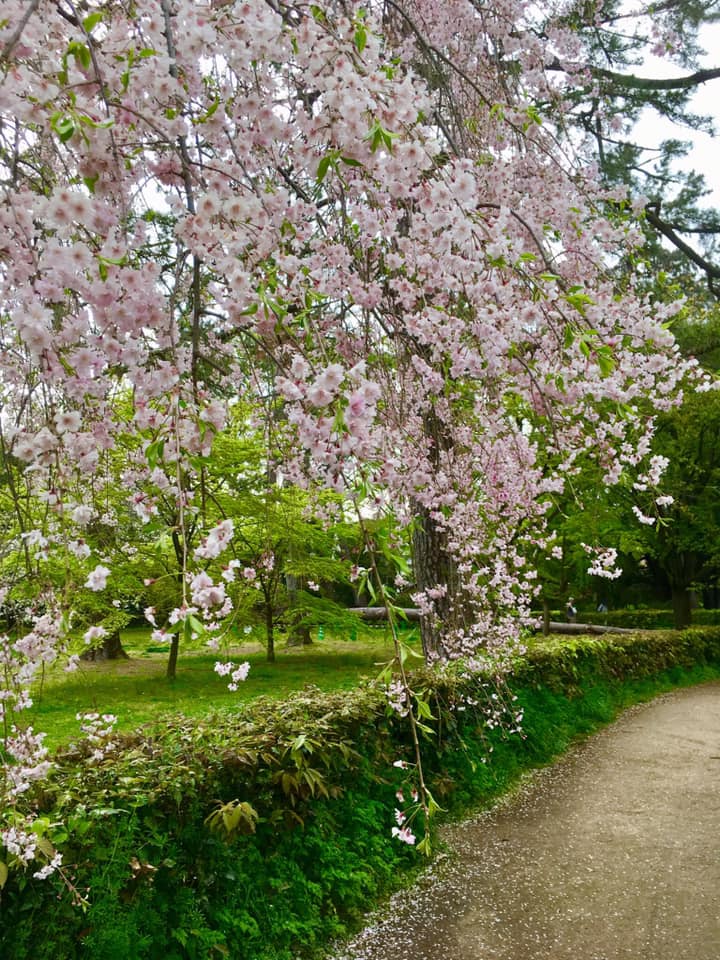 京都御苑のしだれ桜