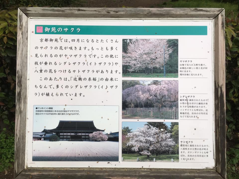 京都御苑のしだれ桜