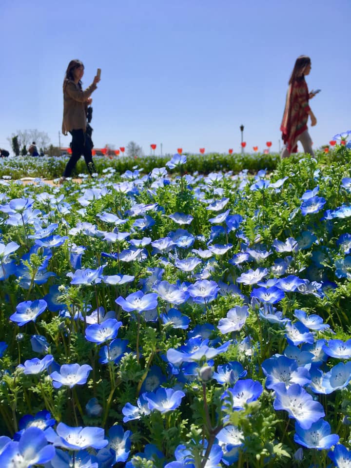 淡路島イングランドの丘 散歩へ