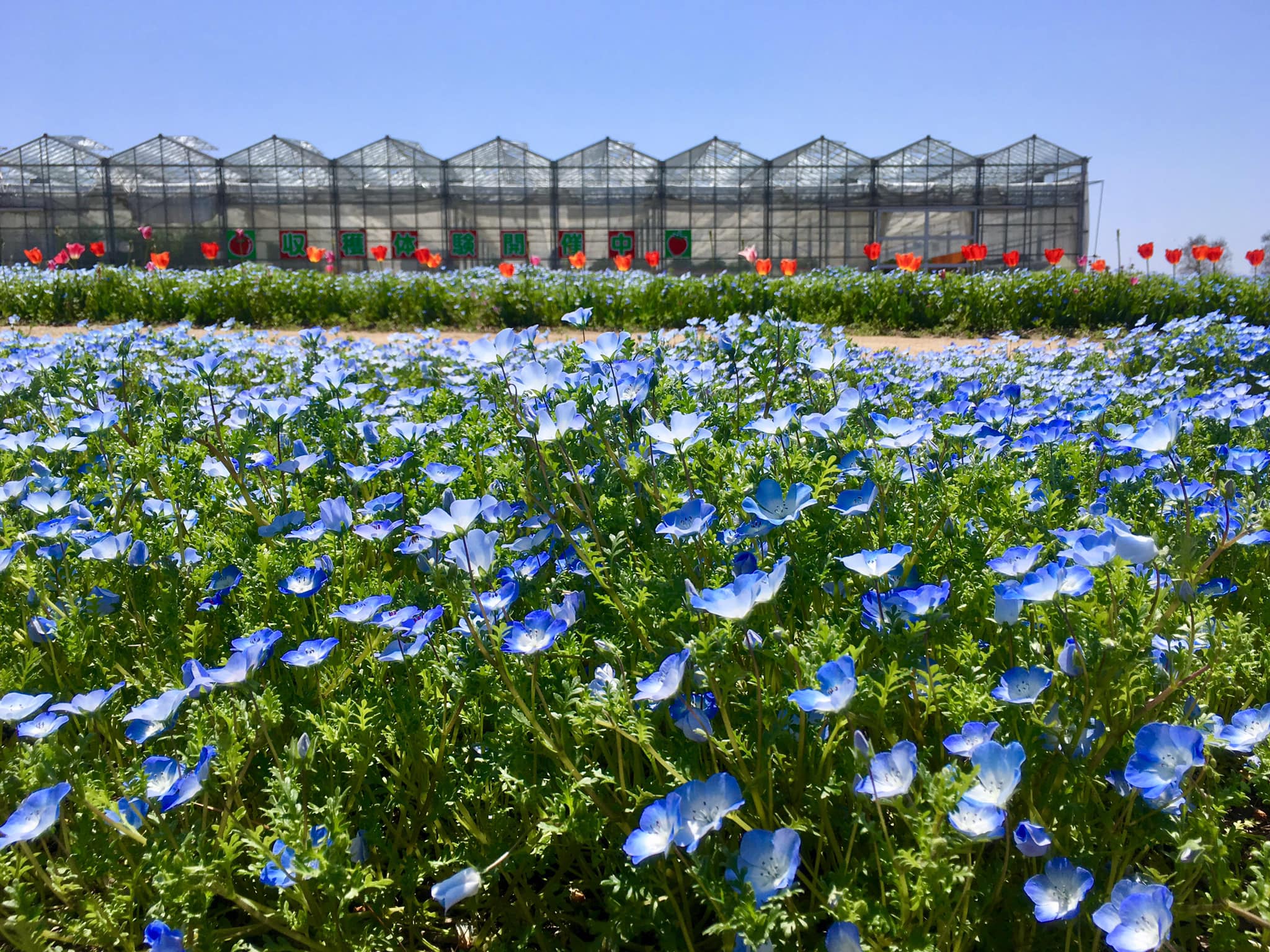 ネモフィラ満開