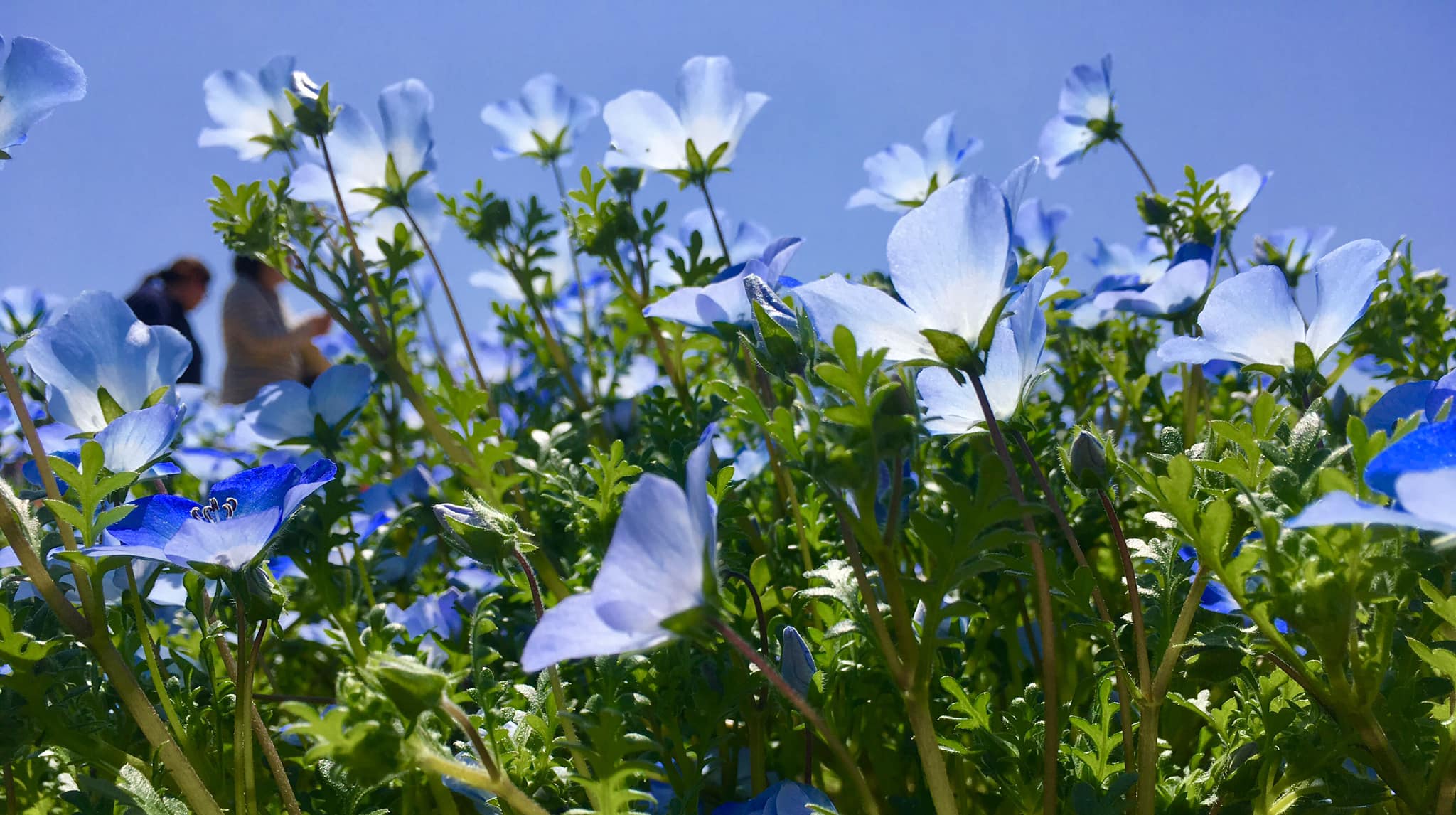 ネモフィラ満開