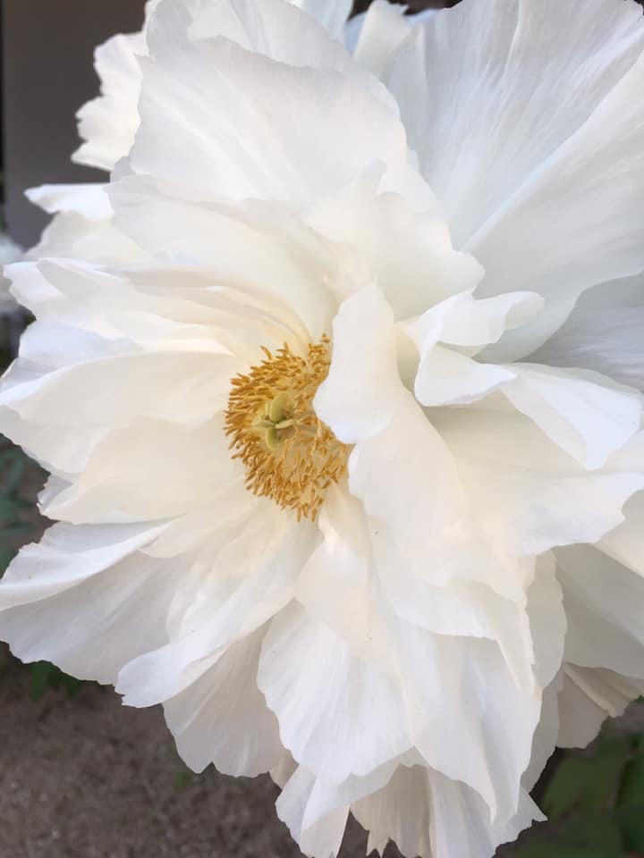 生田神社にて王者の風格