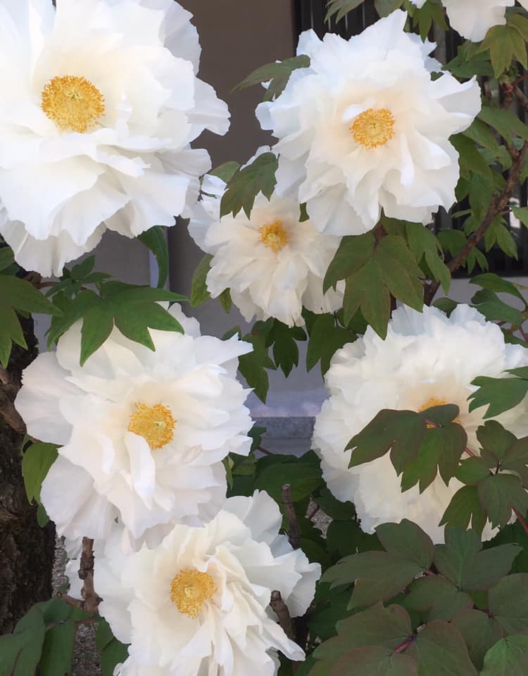 生田神社にて王者の風格