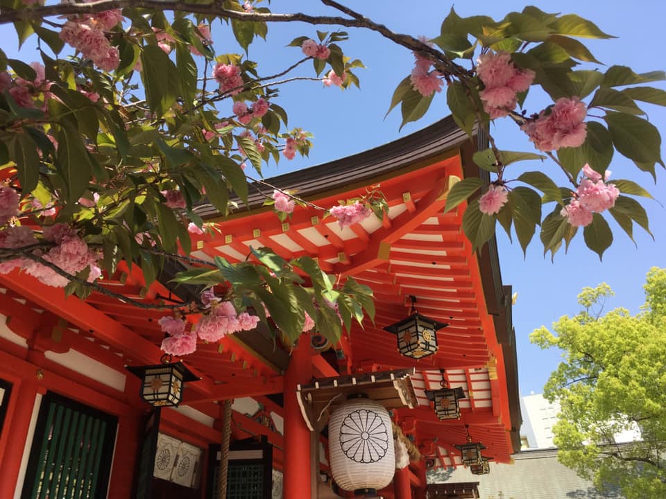 生田神社にて王者の風格