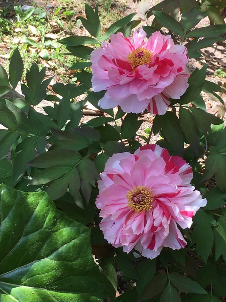 生田神社にて王者の風格
