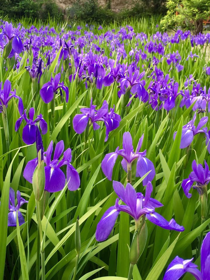 吉祥山 多聞寺カキツバタ見頃