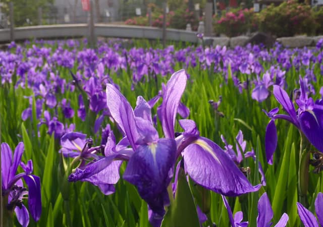 吉祥山 多聞寺カキツバタ見頃
