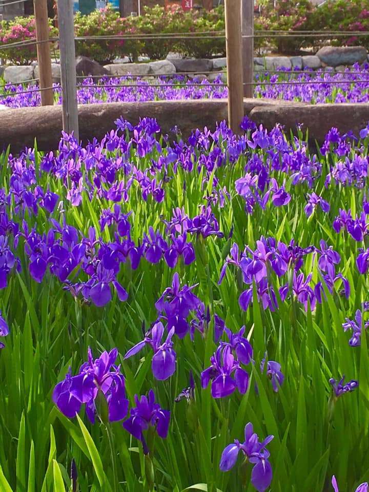 吉祥山 多聞寺カキツバタ見頃