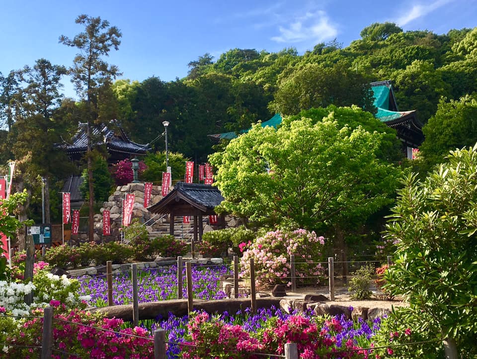 吉祥山 多聞寺カキツバタ見頃