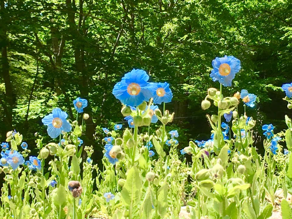 六甲高山植物園にて秘境の花