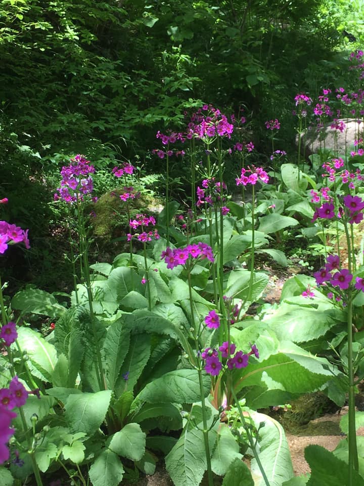 クリンソウの群落