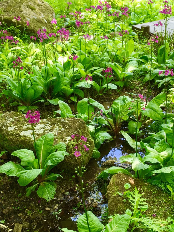 クリンソウの群落