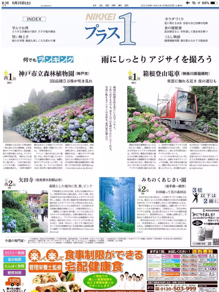 アジサイ 西1位 神戸森林植物園