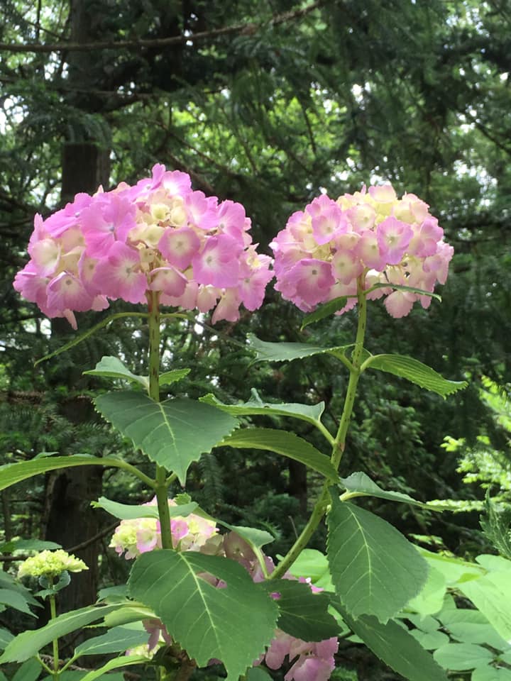 アジサイ 西1位 神戸森林植物園