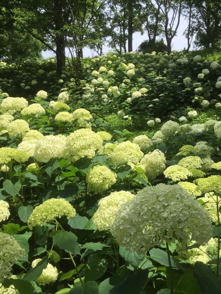 アジサイ 西1位 神戸森林植物園
