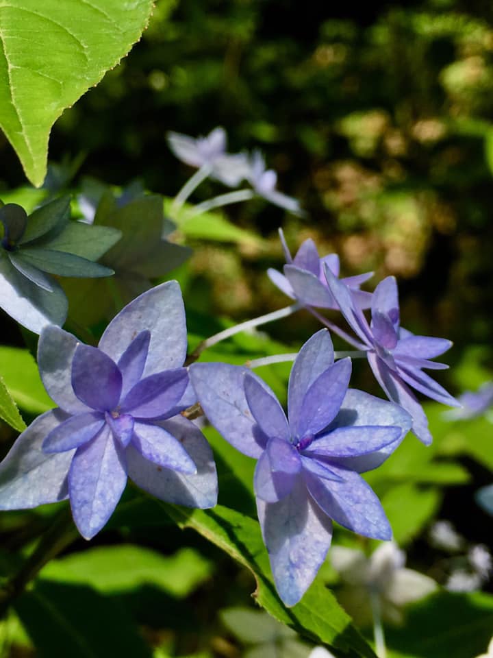 アジサイ 西1位 神戸森林植物園