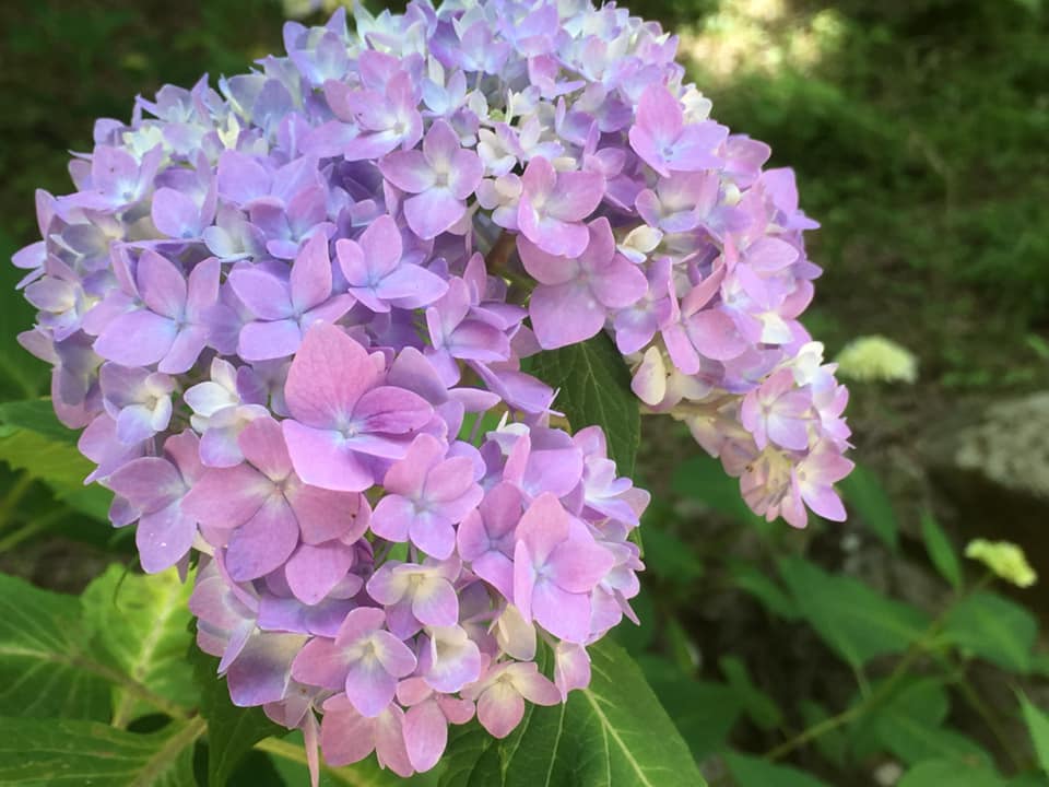シチダンカ見頃に、ヒメアジサイの饗宴