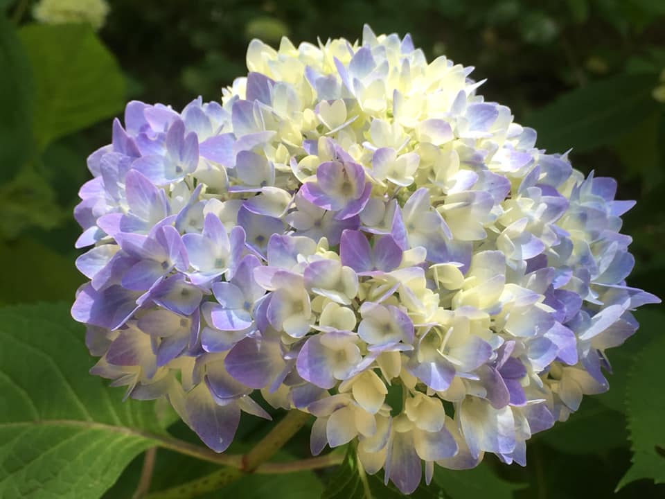 シチダンカ見頃に、ヒメアジサイの饗宴