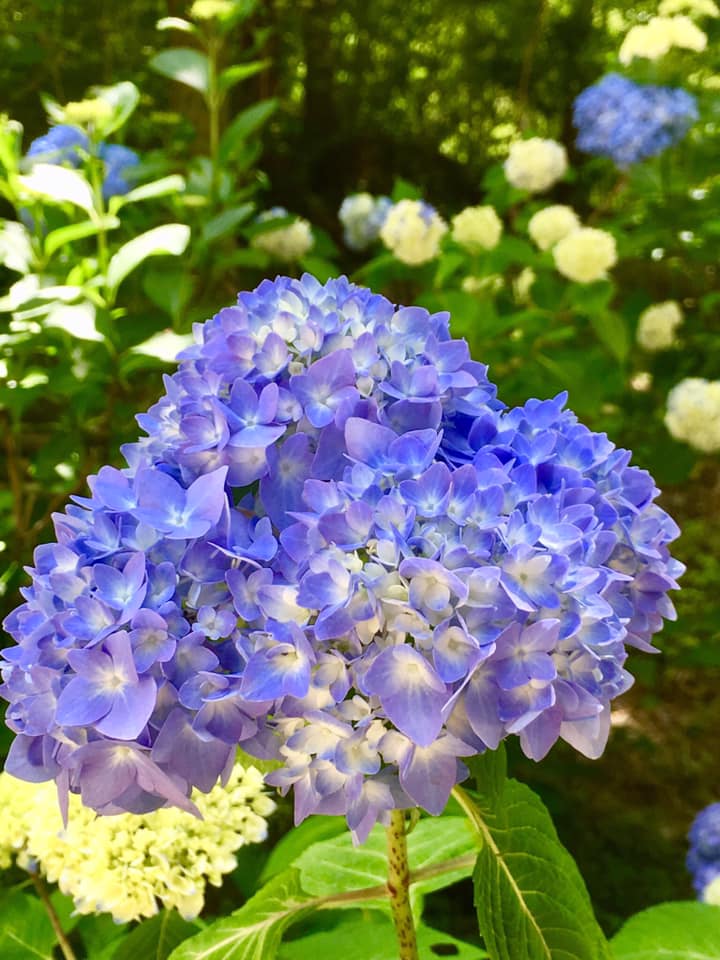 シチダンカ見頃に、ヒメアジサイの饗宴