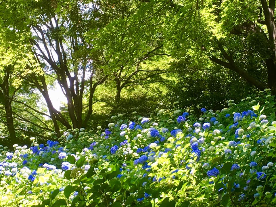 シチダンカ見頃に、ヒメアジサイの饗宴