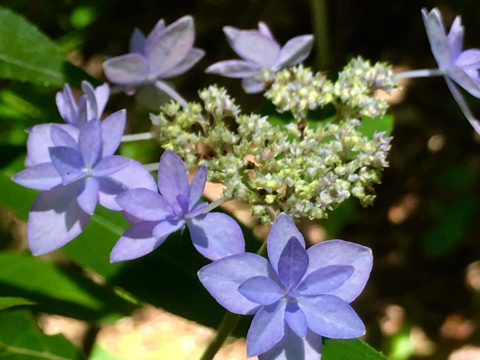 シチダンカ見頃に、ヒメアジサイの饗宴