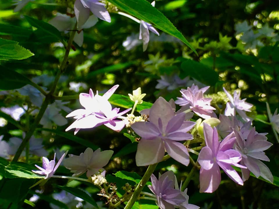 シチダンカ見頃に、ヒメアジサイの饗宴