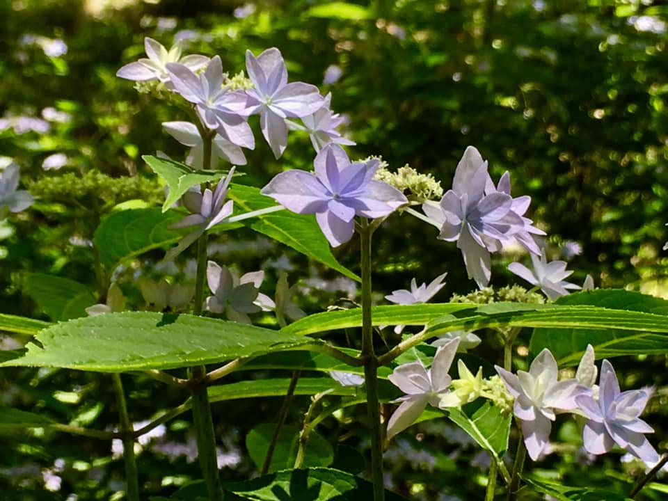 シチダンカ見頃に、ヒメアジサイの饗宴