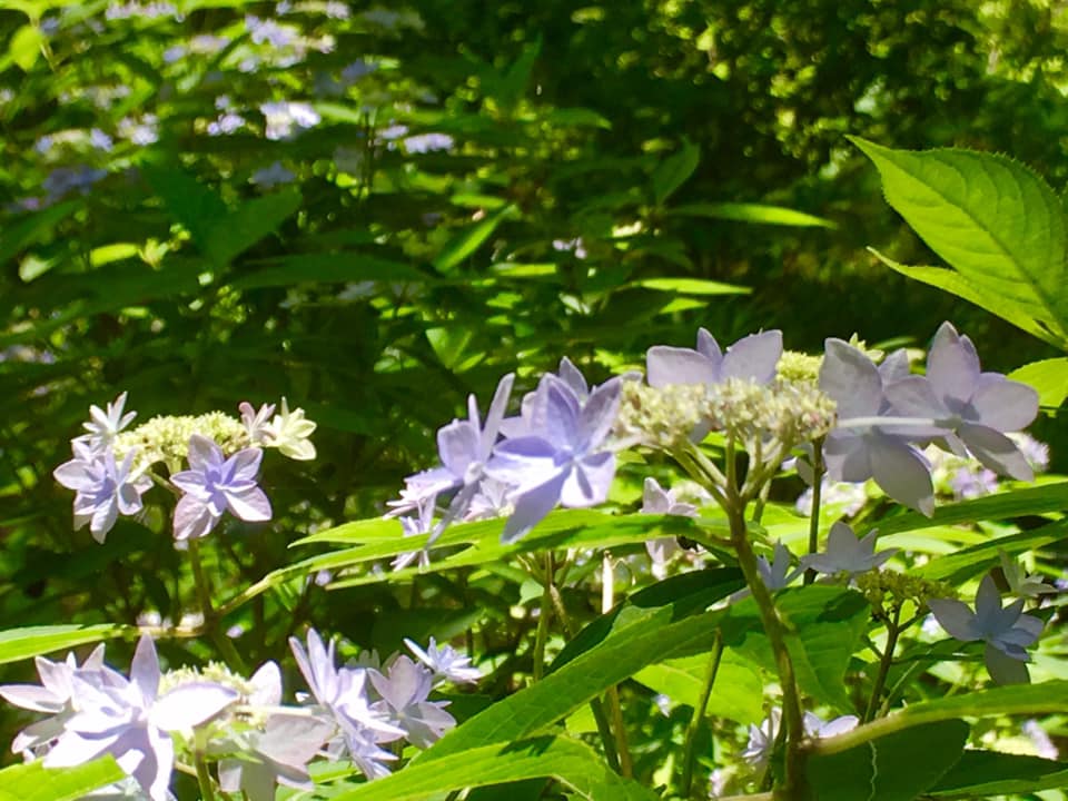 シチダンカ見頃に、ヒメアジサイの饗宴
