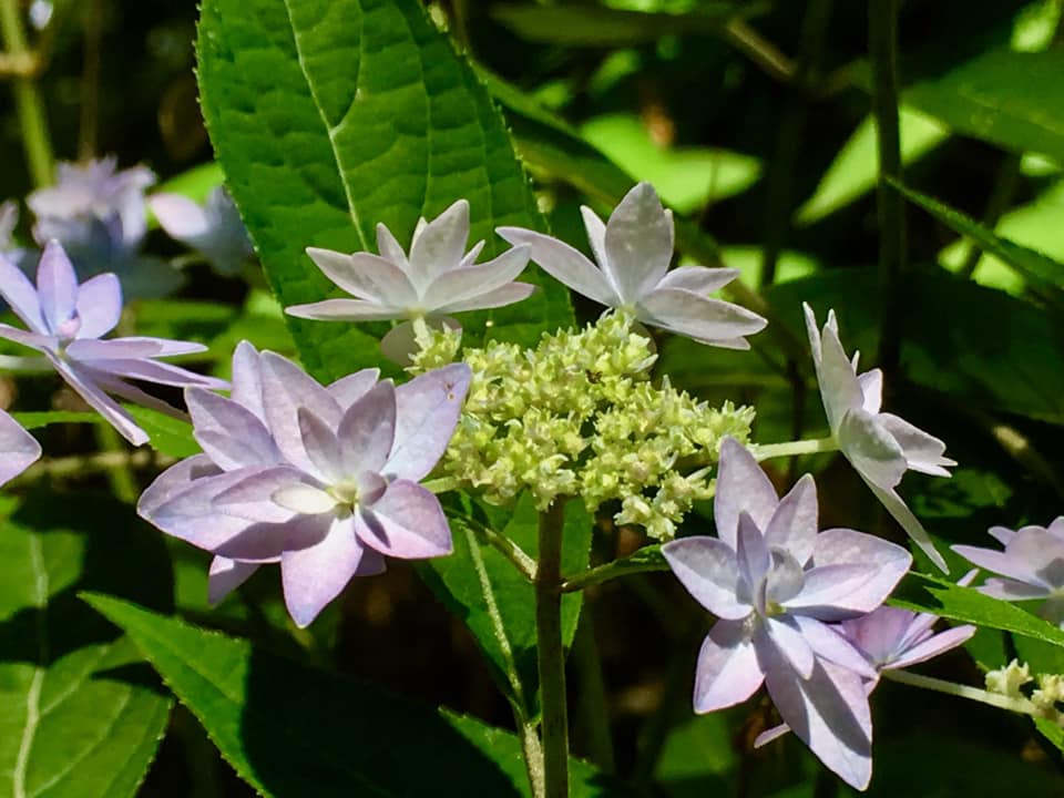 シチダンカ見頃に、ヒメアジサイの饗宴