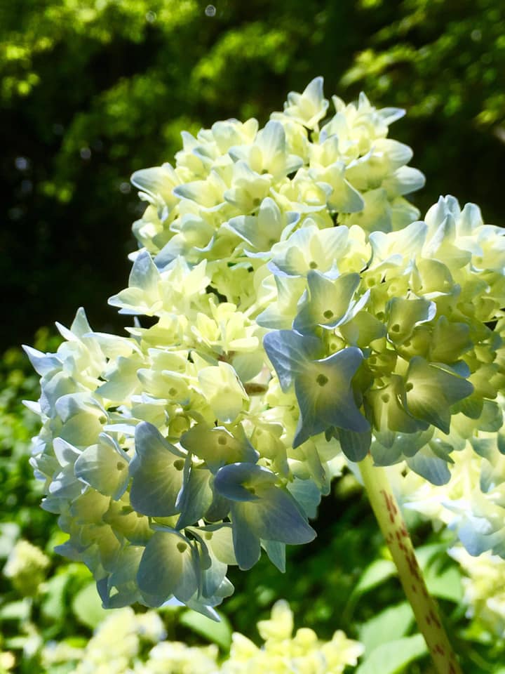 シチダンカ見頃に、ヒメアジサイの饗宴