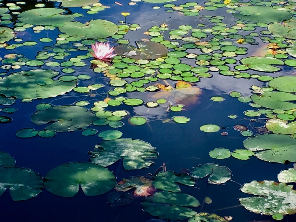 睡蓮と六甲フォレストブルー