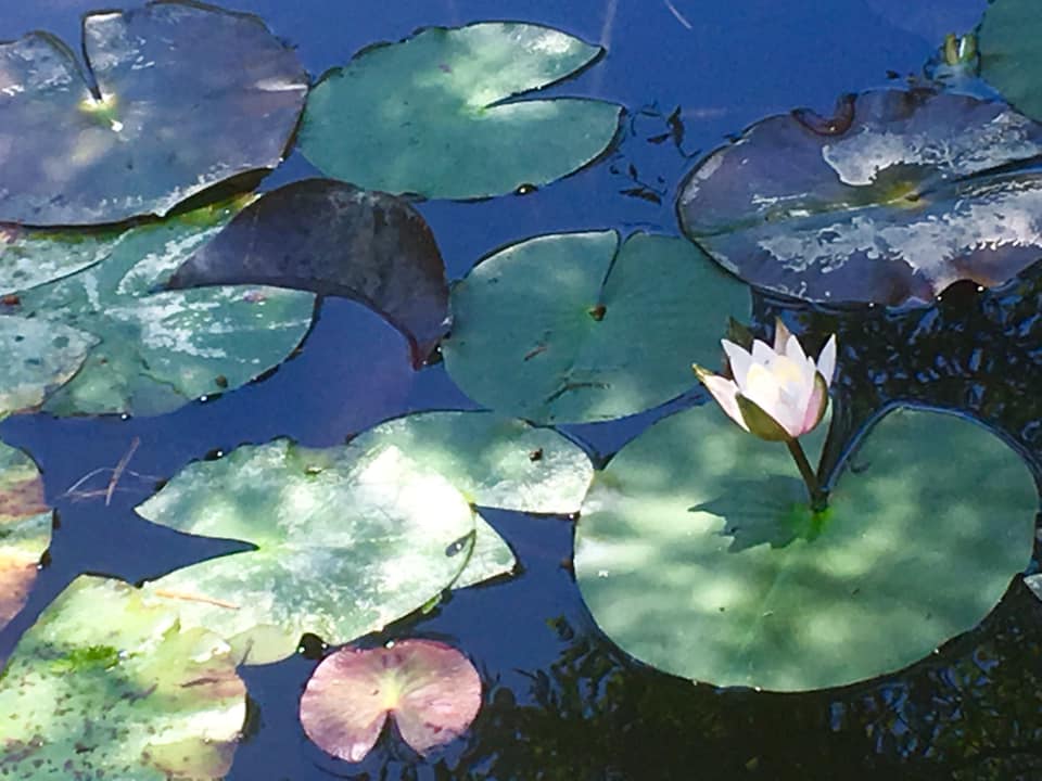 睡蓮と六甲フォレストブルー
