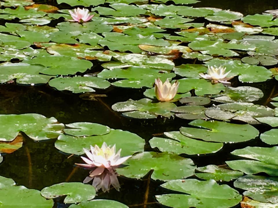 睡蓮と六甲フォレストブルー