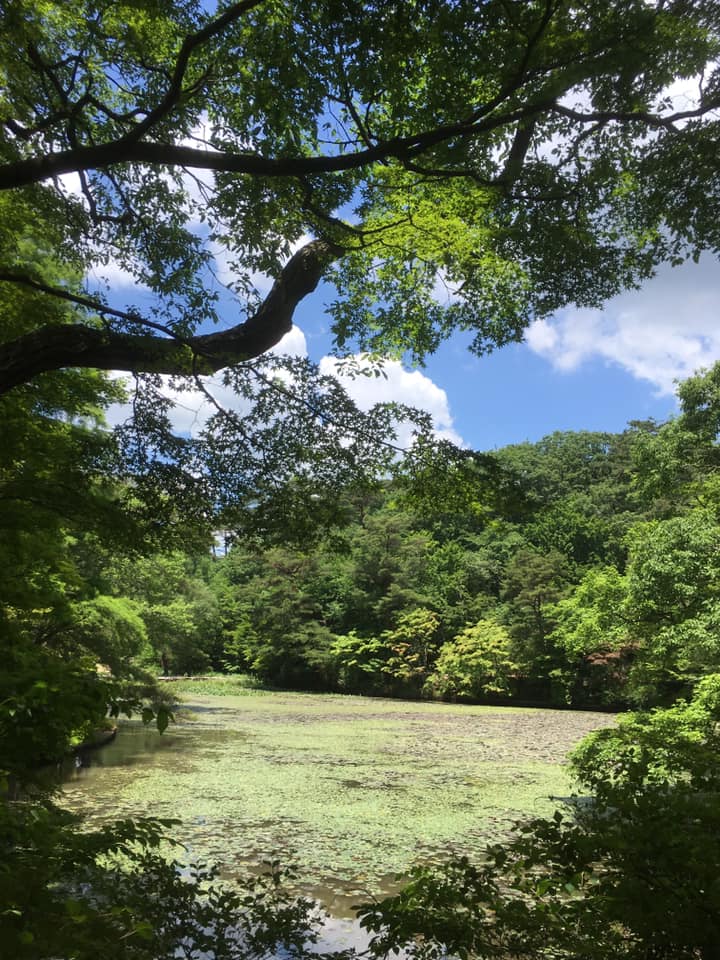 睡蓮と六甲フォレストブルー