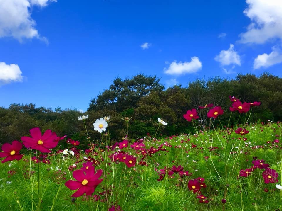 続編 Kobe INK物語 74集 発表