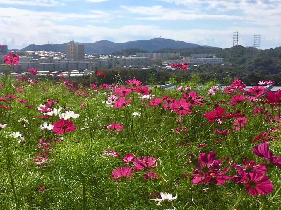 続編 Kobe INK物語 74集 発表