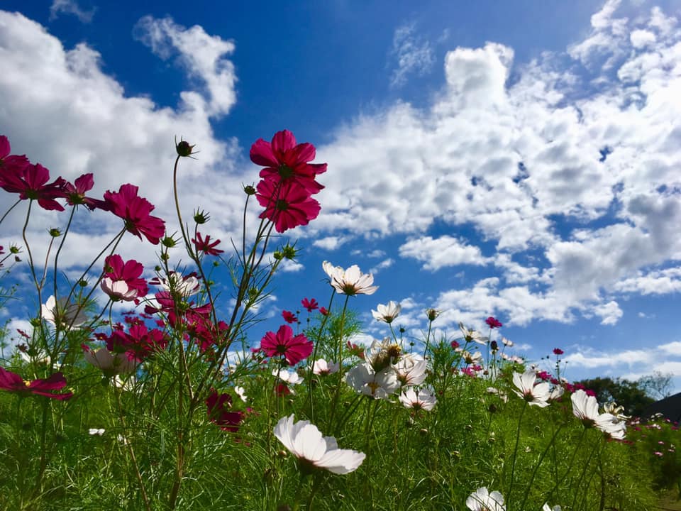 続編 Kobe INK物語 74集 発表