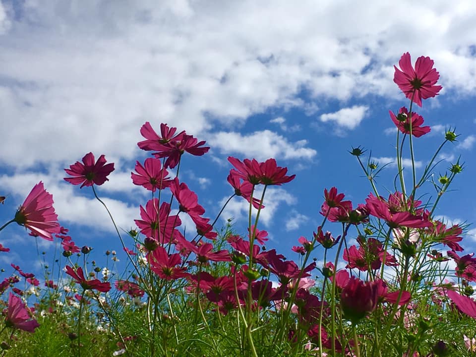 続編 Kobe INK物語 74集 発表