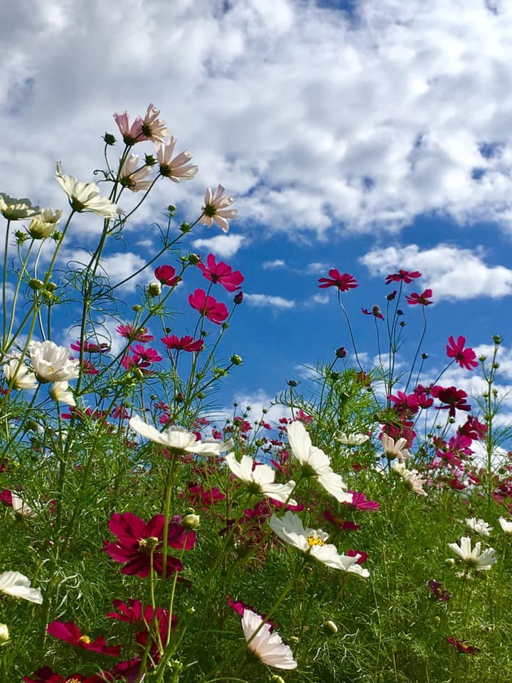 No.74 名谷コスモスレッド