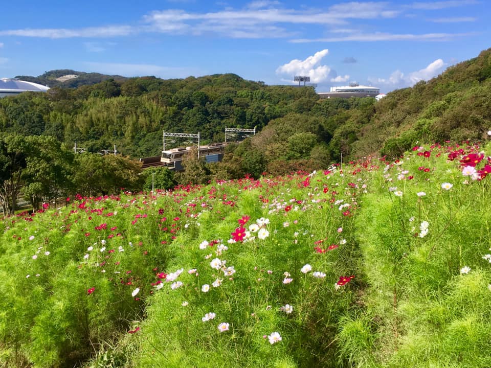 神戸市須磨区の秋桜と風景印