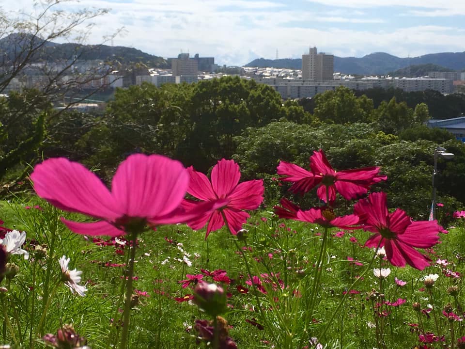 神戸市須磨区の秋桜と風景印