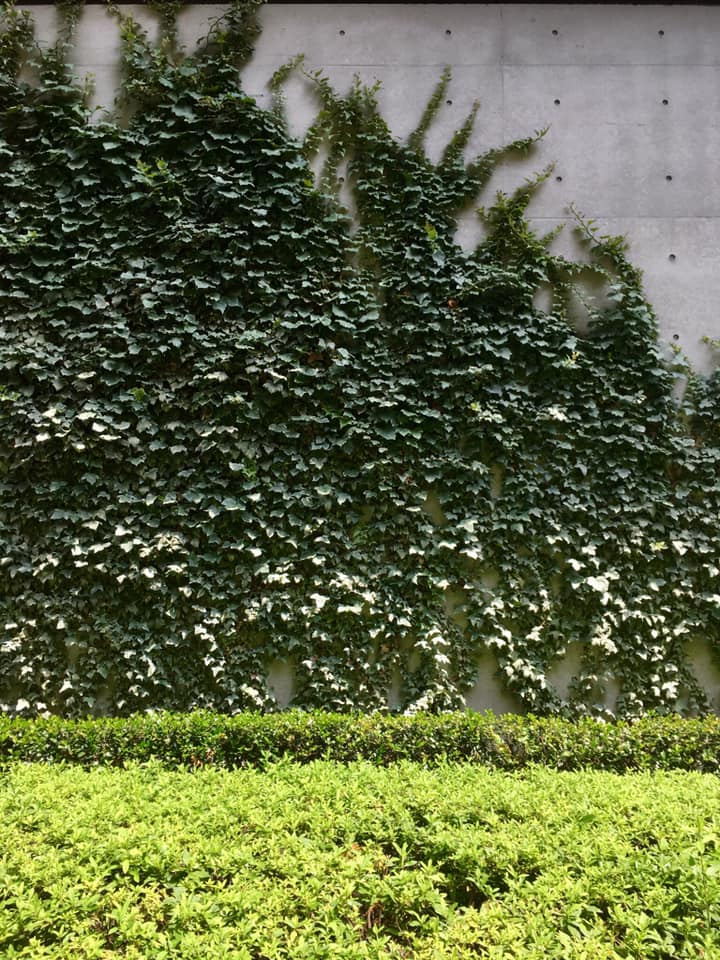 チャスカ茶屋町の建築美と緑化